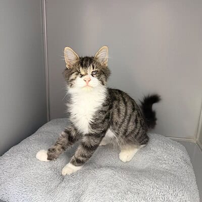 Kedi yavrusu, sokakta kahramanlarımızın patileriyle, dikkat çekici ve sevimli bir pozda duruyor.