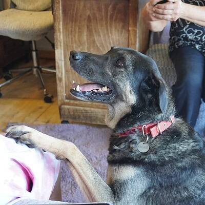 Köpek ve sahibi sokakta yürüyüşte, bizim patilerimiz sokakta kahraman olmalı.