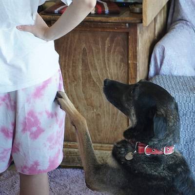 Köpek, sokakta ayaklarımıza dokunmak için çaba gösteriyor, bizim patilerimiz sokakta kahraman olmaya hazır.