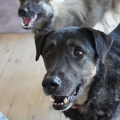 Köpekler sokakta yürüyüş yaparken, bizim patilerimiz sokakta kahraman olmayı sürdürüyor.