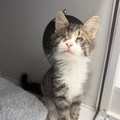 Sevimli kedi, sokakta patileriyle öne çıkan kahramanımız, dikkat çekici ve şirin görünümüyle dikkat çekiyor.