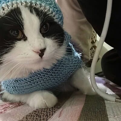 Kedi, sokakta patileriyle dururken, bizim patilerimiz sokakta kahraman olmaya devam ediyor.