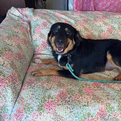 Köpek, sokakta patileriyle kahramanımız olan bizim için. Onunla sokakta yürüyüş yaparken veya oyun oynarken, onun kahramanımız olduğunu gösteriyoruz.