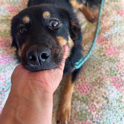 Köpek yavrusu, sokakta patileriyle bizimle olan kahramanımız, sevimli ve oyuncu bir dost.