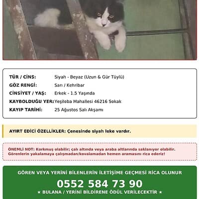 Be the hero of our paws on the street. Siyah ve beyaz renkli kayıp kediyi bulmak için dikkatli olun, yardım edin.
