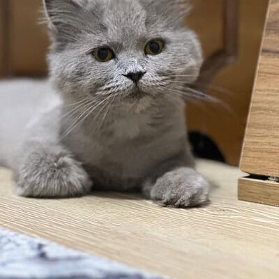 Kedi yavrusu sokakta patileriyle yürüyen kahramanımız, sevimli ve dikkat çekici. Paws on the street temasıyla sokaklarda maceraya hazır.