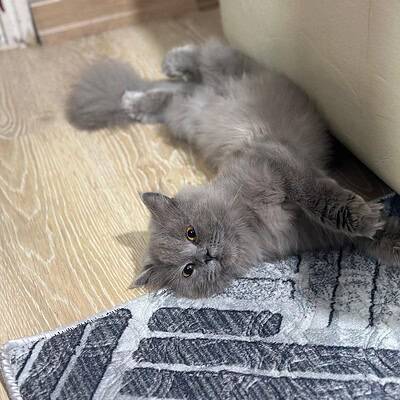 Be the hero of our paws on the street, sevimli gri kedi evde dinleniyor, rahat ve huzurlu anlar.