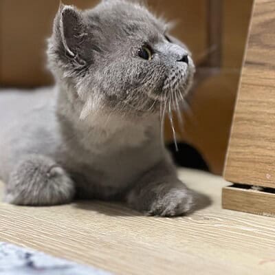 Kedi, sokakta patileriyle kahramanımız olmak için hazır, sevimli ve dikkat çekici bir pozda.