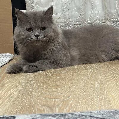 Be the hero of our paws on the street: Gri kedi, rahat bir şekilde yatarken, ev ortamında huzurlu ve sevimli görünüyor.