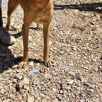Köpek, sokakta ayaklarımızın önünde duruyor, bizimle birlikte sokaklarda yürüyüş yaparken. Paws on the street, kahramanımız.