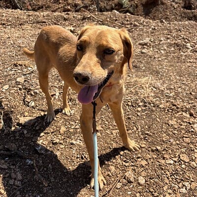 Köpek, sokakta yürüyüş yaparken bizim patilerimizin kahramanı olarak doğanın tadını çıkarıyor.