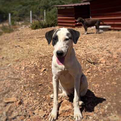 Sokakta bizim patilerimizin kahramanı olan köpek, sevimli ve dikkat çekici. Doğayla iç içe, özgür ve mutlu görünüyor.