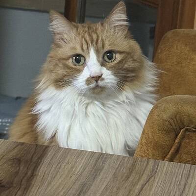 Kedi, sokakta patileriyle kahraman olmak isteyen bizim patilerimizin kahramanı olarak öne çıkıyor.
