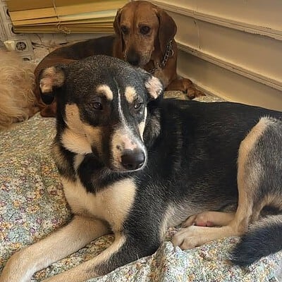 Be the hero of our paws on the street, sevimli köpekler evde dinleniyor, rahat ve mutlu görünüyorlar.