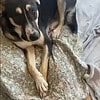 Lenie sucht ein liebevolles Zuhause!