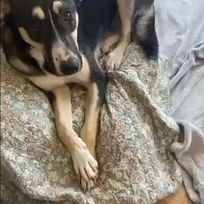 Köpek, sokakta ayakta duruyor, bizim patilerimizin kahramanı ol.