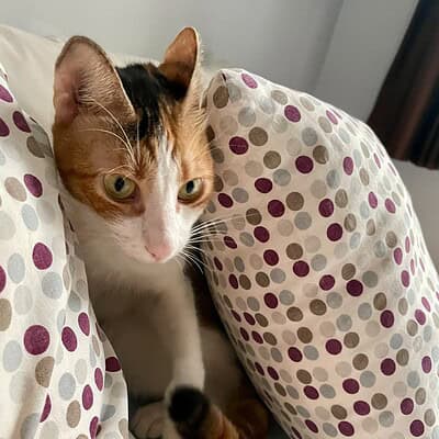 Kedi, sokakta patileriyle kahraman gibi duruyor, sevimli ve dikkat çekici bir pozda, sokak kedisi temasıyla uyumlu.