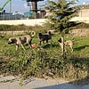 Sokak köpekleri