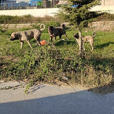 Sokakta yürüyen köpeklerin kahramanı olan patili dostlarımız, doğada özgürce dolaşıyor ve doğal yaşamın tadını çıkarıyor.
