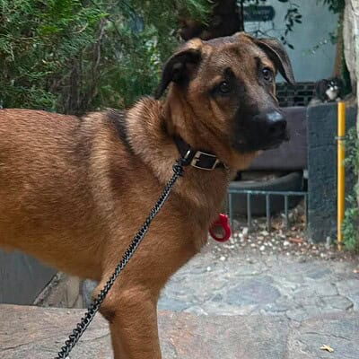 Köpeğimiz sokakta yürüyüş yaparken, bizimle birlikte sokakların kahramanı olmaya hazır. Paws on the street temasıyla sevimli ve dikkat çekici.