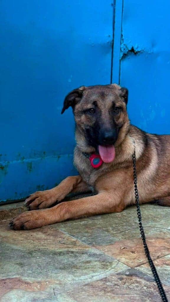 Köpek, sokakta bizim patilerimizin kahramanı olarak, mavi kapı önünde yatarken, dikkat çekici ve sevimli görünümüyle dikkat çekiyor.