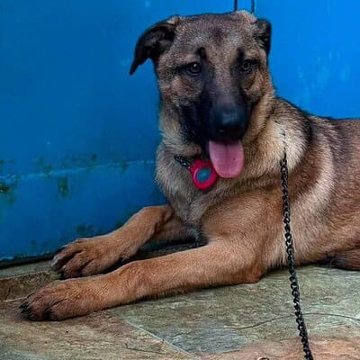 Köpek, sokakta bizim patilerimizin kahramanı olarak, mavi kapı önünde yatarken, dikkat çekici ve sevimli görünümüyle dikkat çekiyor.