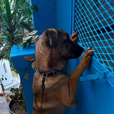 Köpek, sokakta patisiyle çitlere dokunurken, bizim patilerimizle sokakta kahraman olmamızın hikayesi. Paws on the street, sevgiyle ve dikkatle.