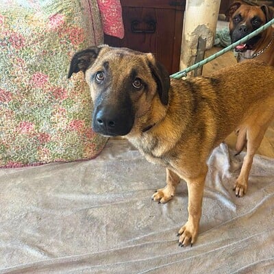 Köpekler sokakta ayaklarımızın önünde, kahramanlarımız olarak bizimle birlikteyken, sevimli ve dikkat çekici görünüyorlar.