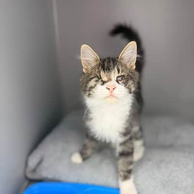 Kedi yavrusu bizim sokaktaki patilerimizin kahramanı olmak için hazır, dikkatli ve sevimli bakışlarıyla dikkat çekiyor.
