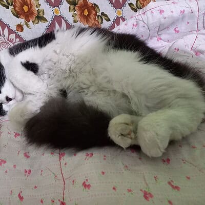 Kedi, sokakta patileriyle kahramanımız ol, sevimli ve dikkat çekici bir pozda yatıyor.
