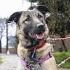ELLIE – eine wunderschöne Hündin sucht ihr Zuhause
