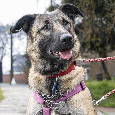 Köpek sokakta yürüyüş yaparken, kahramanlarımızın patileriyle sokakta bizimle birlikteyiz.
