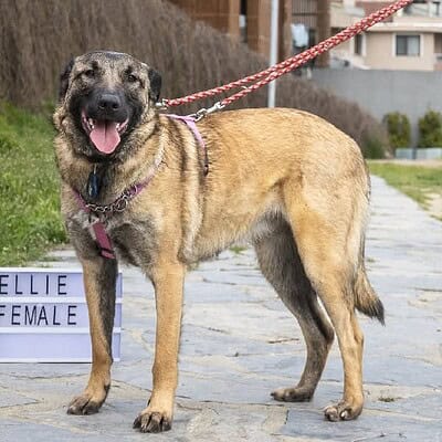 Kedi ve köpek sahiplendirme etkinliğinde, sokakta bizim patilerimizin kahramanı ol.
