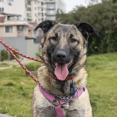 Köpek, sokakta patileriyle dururken, bizim patilerimizle sokakta kahraman olmaya hazırız.