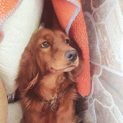Kedi ve köpek sokakta birlikte yürüyüş yaparken, bizim patilerimizin kahramanı ol.