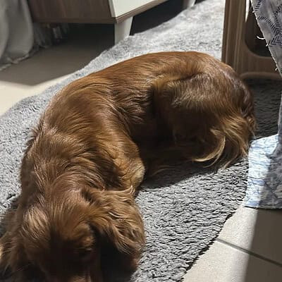 Kedi, sokakta patileriyle kahramanımız olan bizim için uyuyor, rahat ve huzurlu bir şekilde dinleniyor.