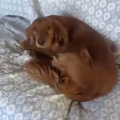 Küçük köpek Minoch, sokakta patileriyle duruyor, bizim patilerimizle kahraman olmanın hikayesi.