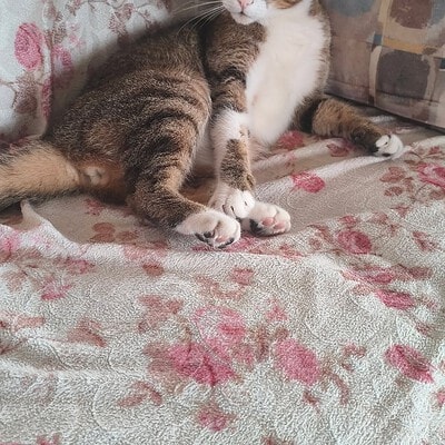 Be the hero of our paws on the street. Bu sevimli kedi, evde rahat bir şekilde oturuyor ve dikkat çekici bakışlarıyla dikkat çekiyor.