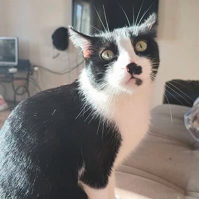 Kedi, sokakta patileriyle kahramanımız olan bizim için. Sokak kedisi, sevimli ve dikkat çekici görünümüyle dikkat çekiyor.