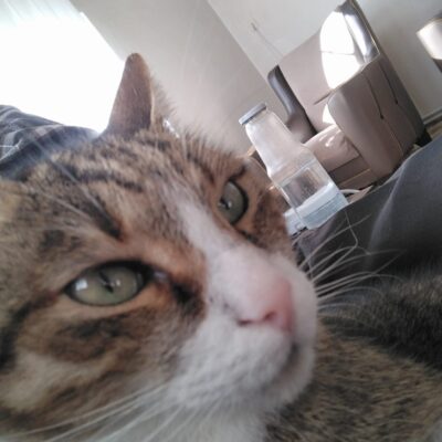 Kedimiz sokakta patileriyle yürüyen kahramanımız, sevimli ve dikkat çekici. Paws on the street temasıyla, kedimizin özgür ve maceracı ruhunu yansıtıyor.