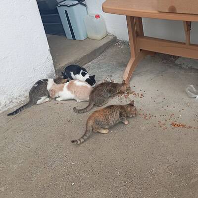 Sokakta kediler ve mama kabı, be the hero of our paws on the street, sevimli ve meraklı kediler, doğal yaşam ortamında beslenme anı.