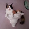 KAYIP KEDİLERİM