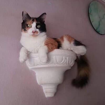Kedi figürlü duvar süsü ile sokakta patileriyle öne çıkan kahramanımız.