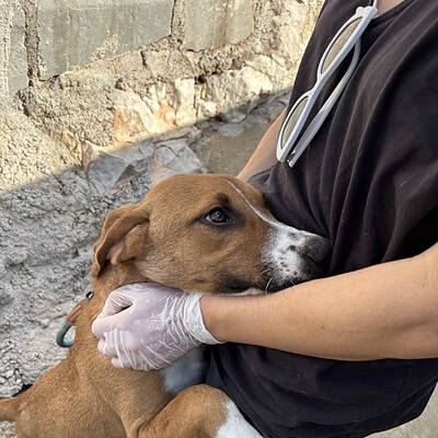 Be the hero of our paws on the street: Tabanlık yakalayan köpek, sahibinin kucağında sevgi dolu görünüm ve koruyucu eldivenli ellerle güvenli şekilde sarılıyor.