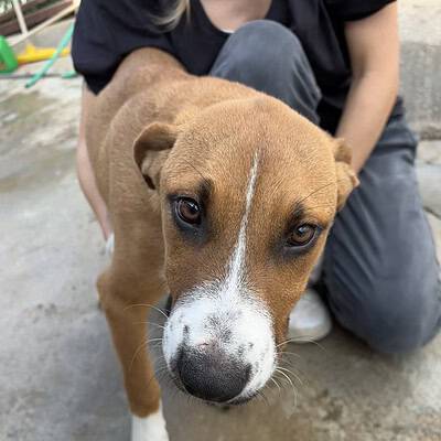 Be the hero of our paws on the street köpeğin ön yüzü yakın çekim, kahverengi tüyler, beyaz benekli burun ve dikkatli gözler, sokak sahnesiyle konumlanmış.