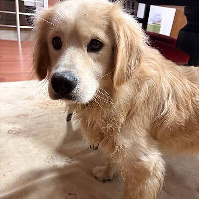 Kaldırımda patileri üzerinde dururken, sokakta kahramanımız olan köpeğimizin sevimli yüzü ve dikkat çekici ifadesiyle, bizim patilerimiz sokakta kahramanımız.