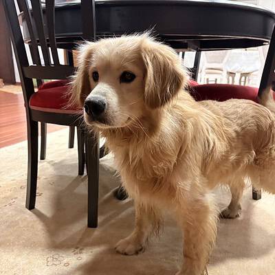 Kaldırımda patileri üzerinde dururken, sokakta kahramanımız olan köpeğimizin sevimli yüzü ve parlak tüyleriyle dikkat çekiyor.