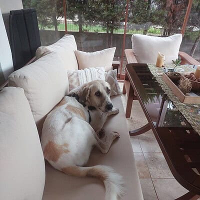 Köpek, sokaklarımızın kahramanı, bizimle evde rahatlıkla dinleniyor, sokaklarda sevgiyle karşılanıyor.