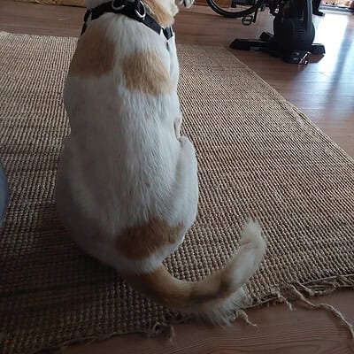 Köpek, sokakta patileriyle kahraman gibi duruyor, bizim patilerimiz sokakta kahraman olmayı seviyor.