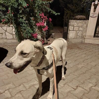 Köpek sokakta yürüyüş yaparken, bizim patilerimiz sokakta kahraman olmaya hazır.